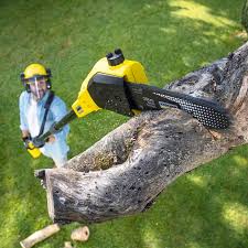 Best Lawn Mowing Services  in Wayland, IA